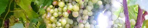 Il vino a Valbrevenna